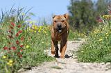 SHAR-PEI 438